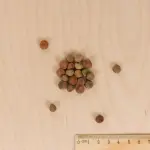 Légumes Secs - Pois Mangetout Géant à Fleur Violette - 10 m - MEDIA_3D